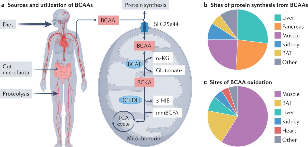 Major sources and sites of branched-chain amino acids (BCAAs) supply and utilization.