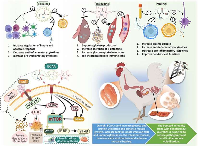 Functions of individual and mixed branched-chain amino acids (BCAAs).