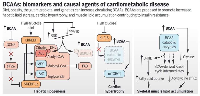 branched-chain amino acids (BCAAs): biomarkers and causal agents of cardiometabolic disease.