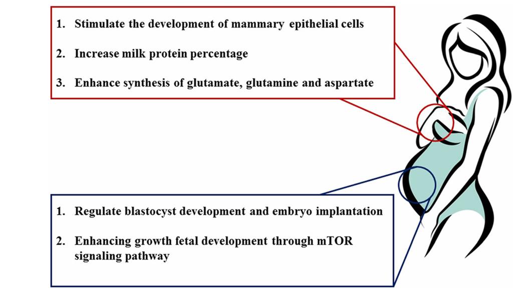 branched-chain amino acids (BCAAs) regulate mammary function and embryo development.