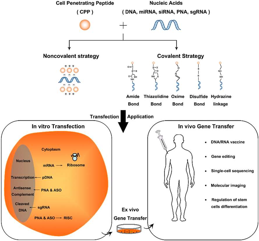 A variety of Cell-penetrating peptides (CPPs)-based nucleic acid delivery techniques and their applications.