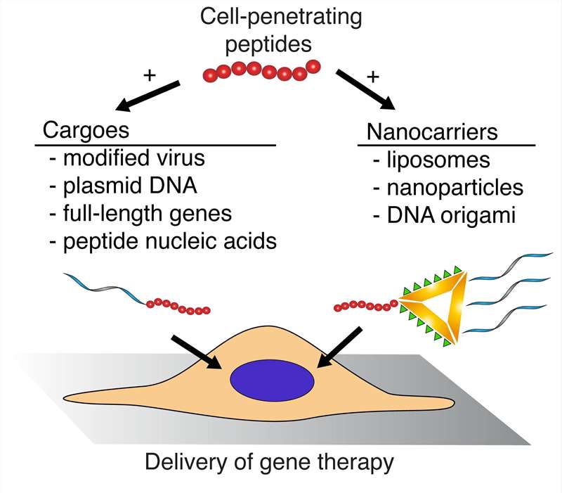 Cell-penetrating peptides (CPPs) as the novel vectors for gene therapy.