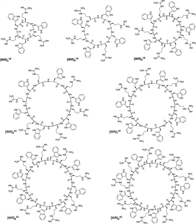 Structure of cationic and amphiphilic cyclic Cell-Penetrating Peptides (CPPs).