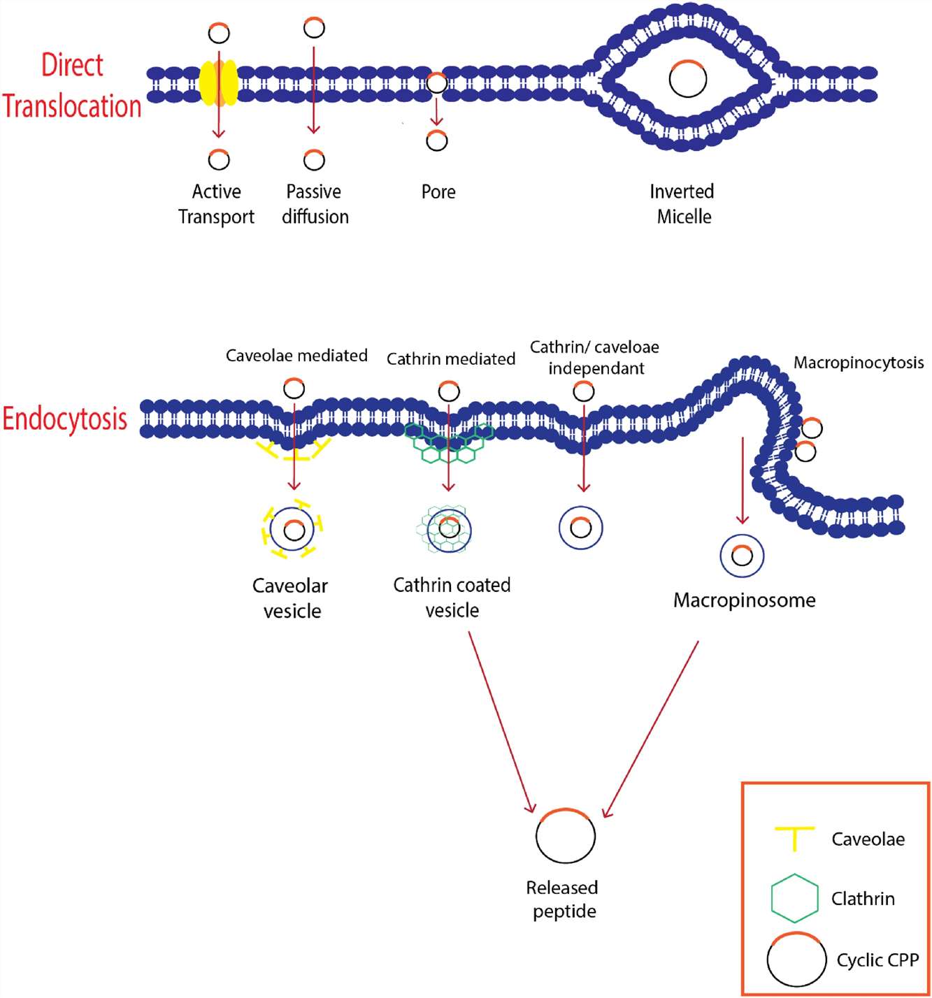 Summary of the translocation method employed by cyclic Cell-Penetrating Peptides (CPPs) for cellular entry.