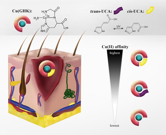 Fig.1A Cu (GHK) that promotes hair follicle growth. 