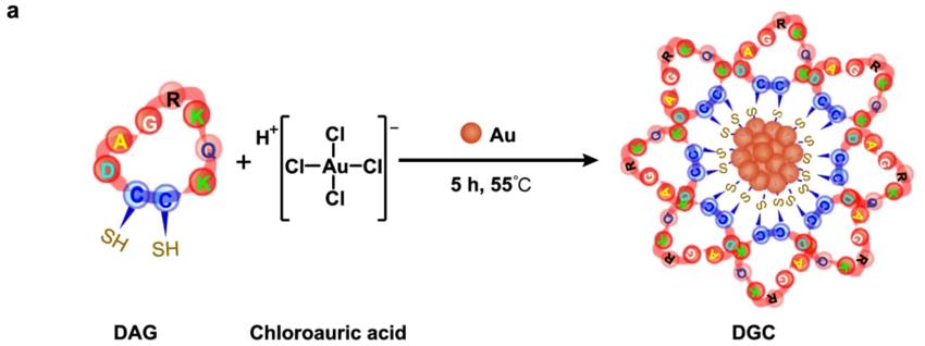 Fig.2 Binding structure of fluorescent small molecule IRT and CP peptide.