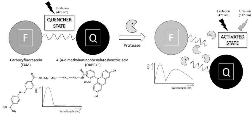 Fig.3 Response pattern of FAM-peptide-quencher DABCYL.