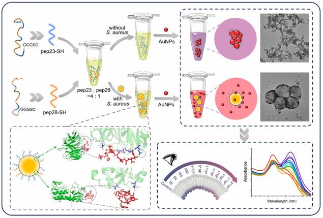 Fig.1 Model of action of a biosensor against Staphylococcus aureus.