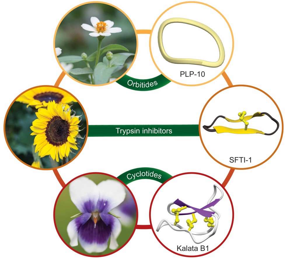 Fig.1 Structure of common plant cyclic peptides.