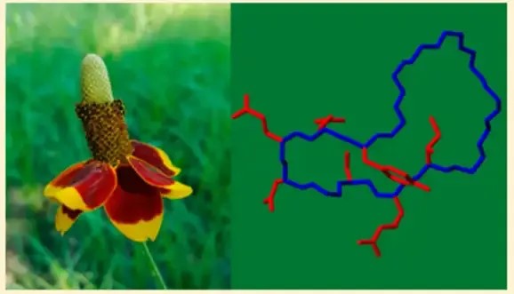 Fig.3 The spatial structure of Orbitide.