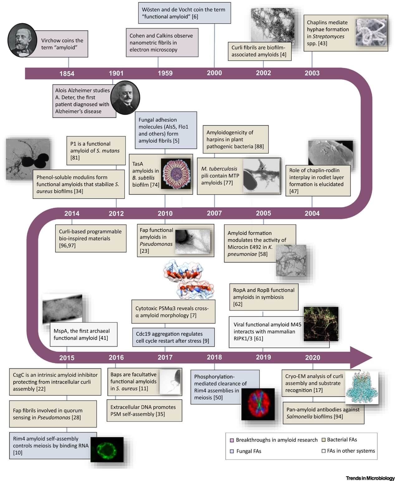 Microbial Functional Amyloid Research Milestones. 