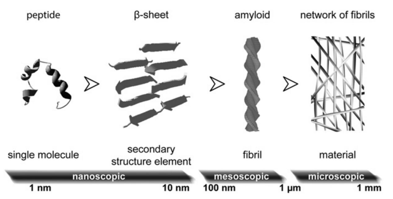 Hierarchical length scales relevant in amyloid research.