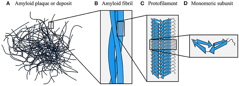 Amyloid fibrils hierarchical organization .