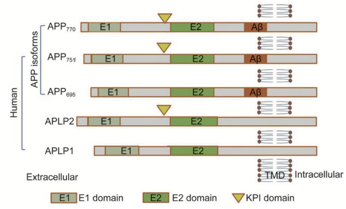 APP Molecular architecture.