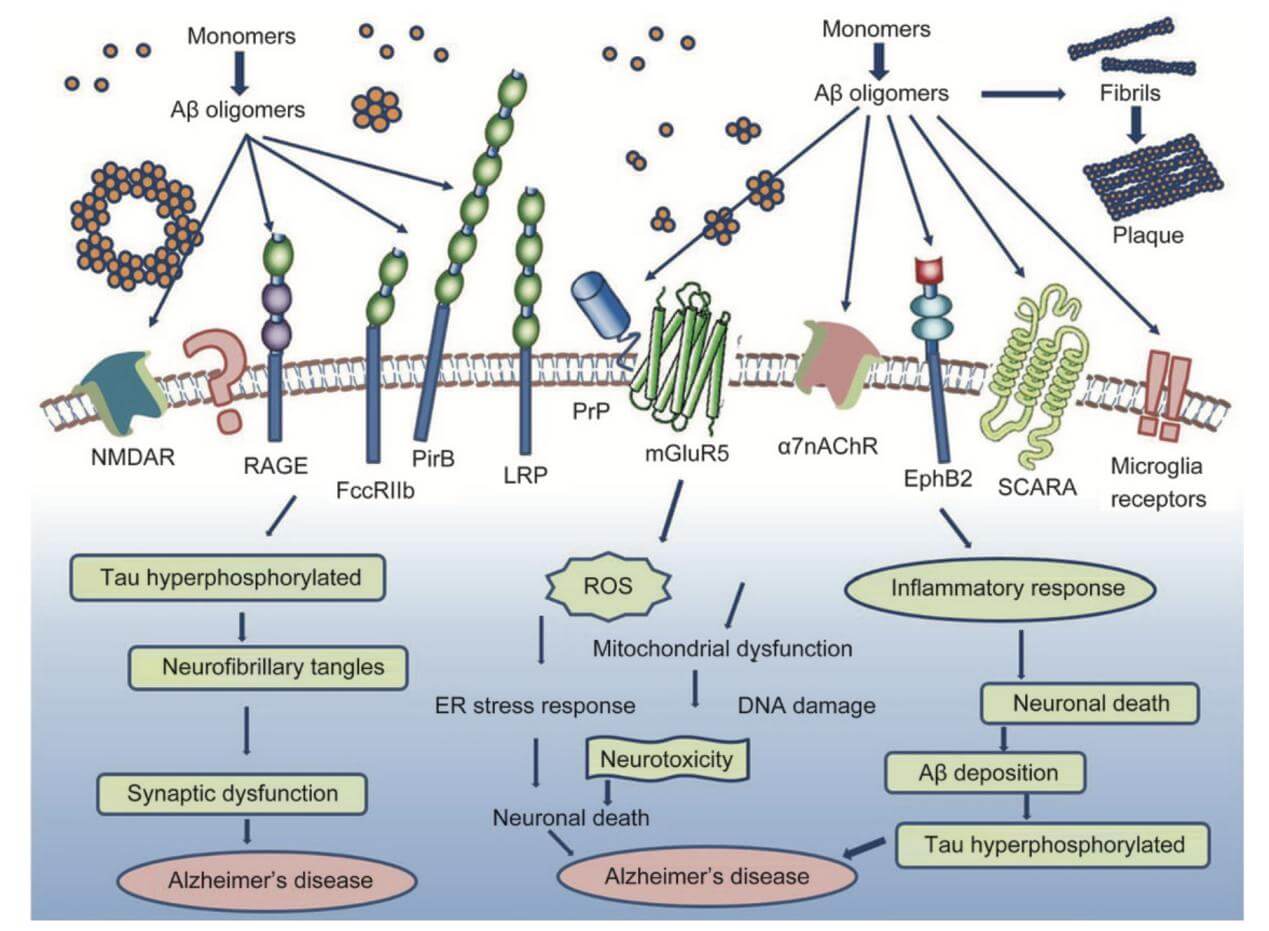 Aβ Biological functions .