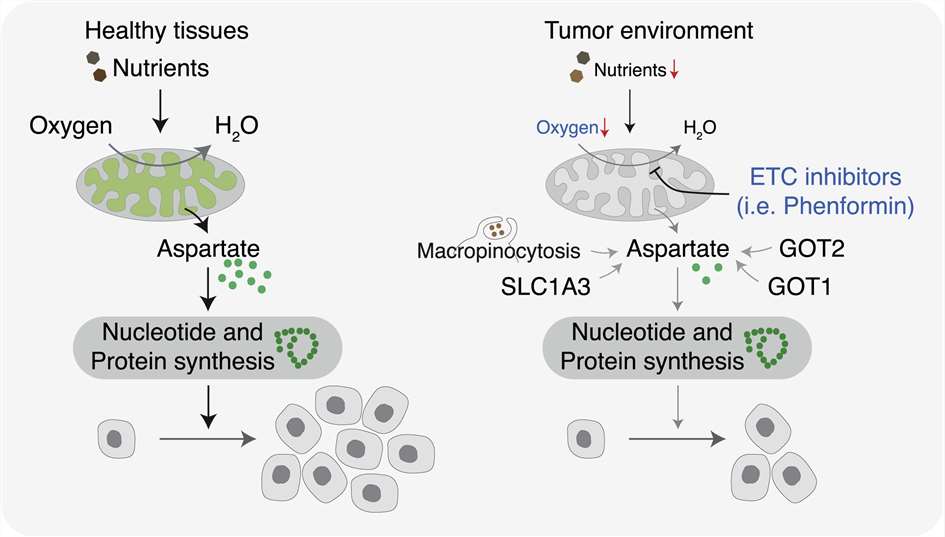 Aspartate(Asp) is a limiting metabolite in the tumor microenvironment.