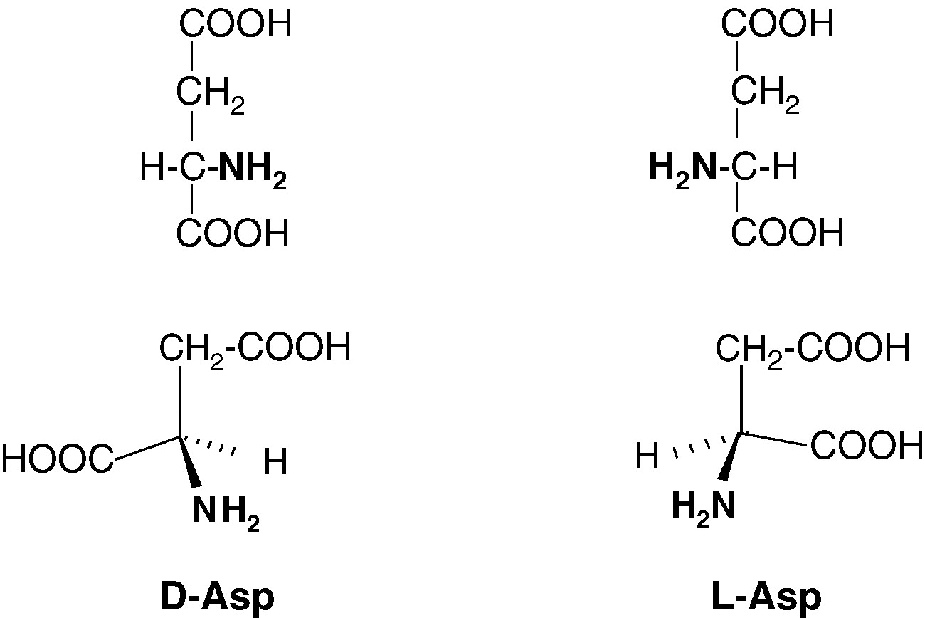 D-aspartic acid (Asp) and L-aspartic acid (Asp).