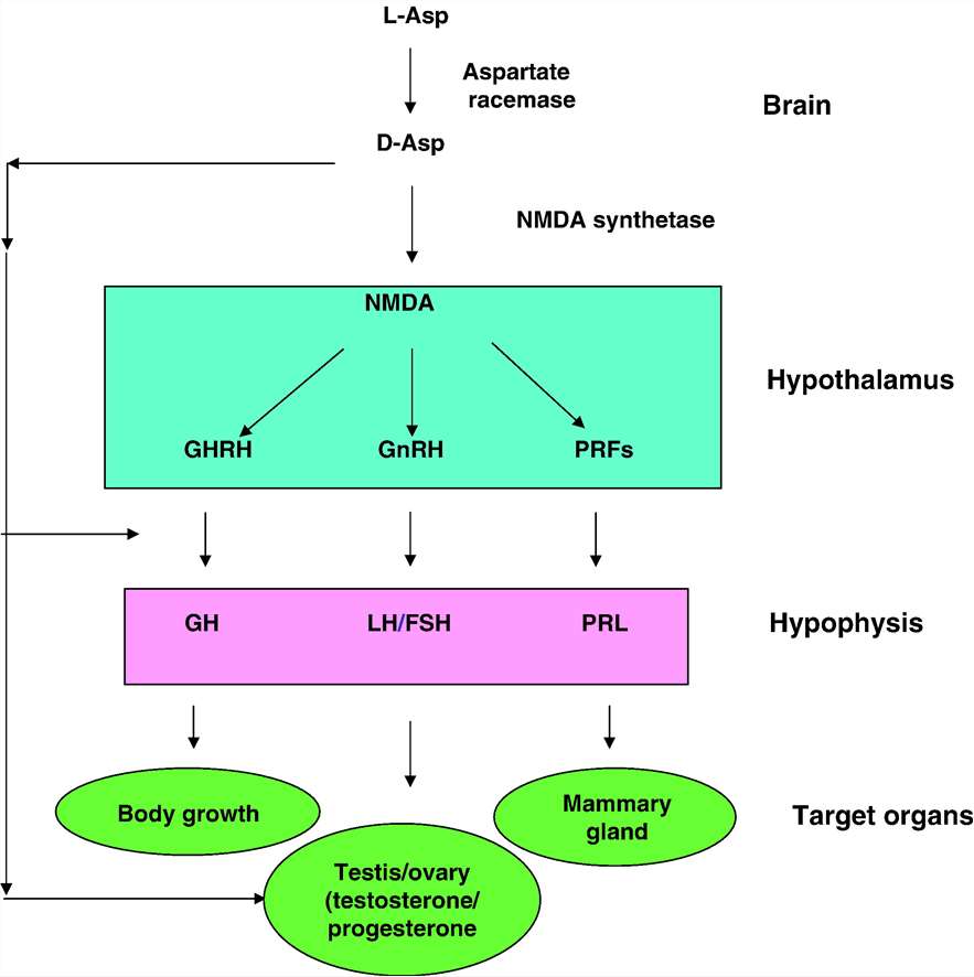 The role of D-Aspartic Acid(Asp) in the hormone release. 