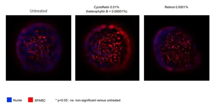 Fig.3 Pseudostellaria heterophylla is responsible for maintaining the complete sexual function of the skin.