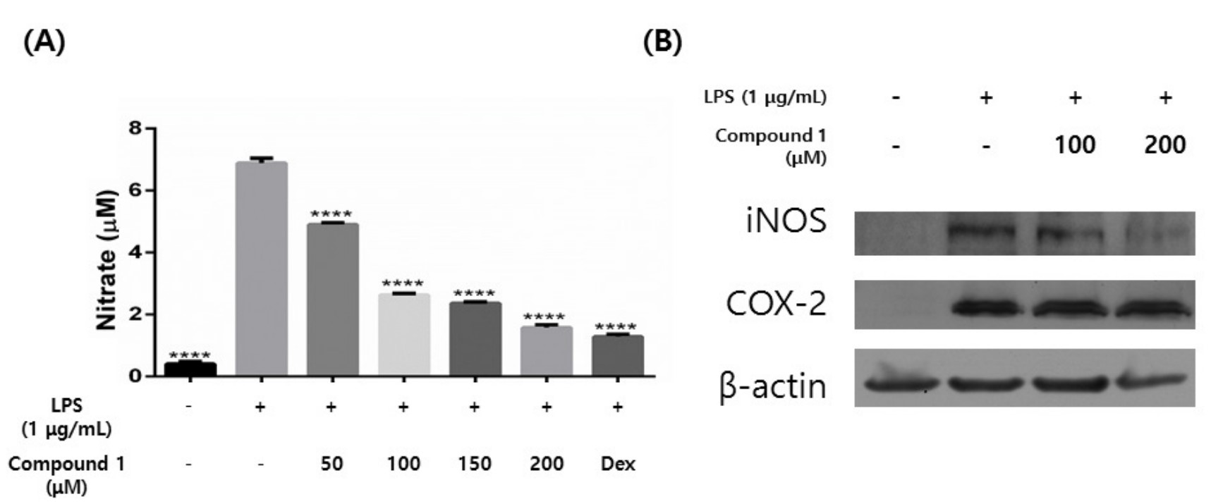 Fig.8 Citrusin 11 plays an anti-inflammatory role.