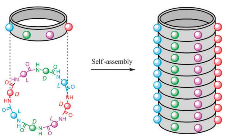 Nanotube formation from cyclic peptides schematic representation.