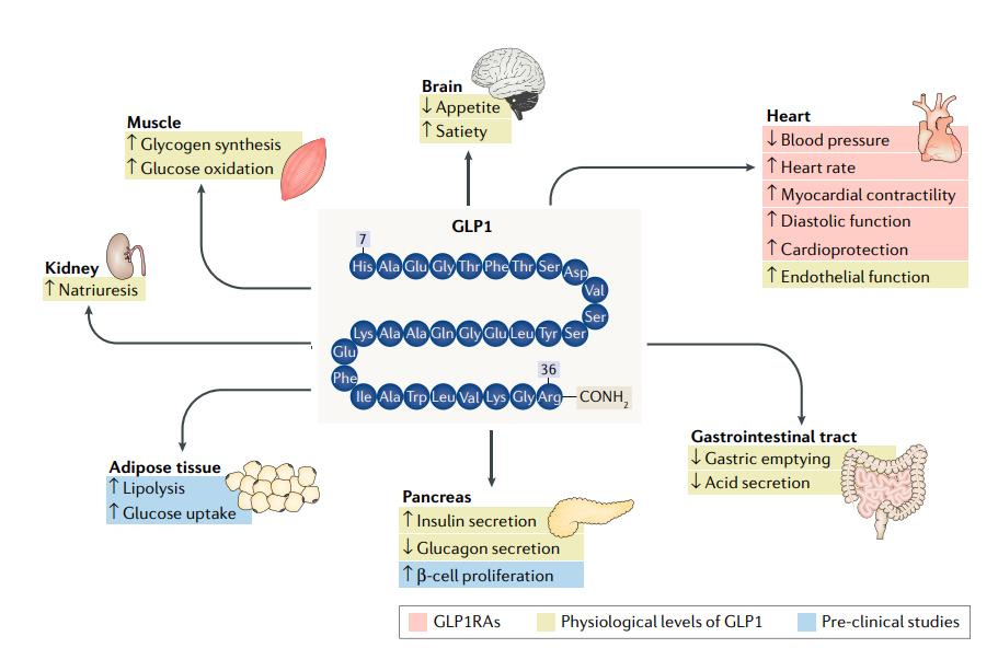 Impact of GLP-1 on different tissues 