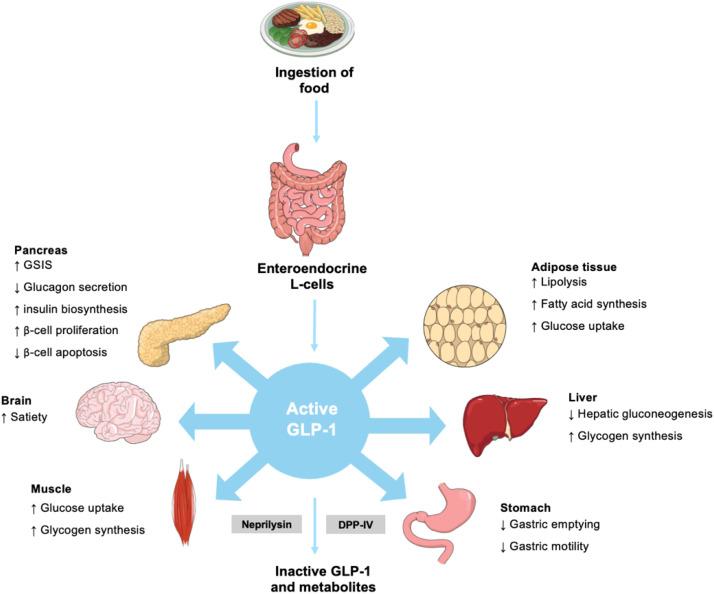 GLP-1 and its role in glucose homeostasis regulation.