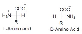 Fig.3 Fischer projection of D and L amino acids.