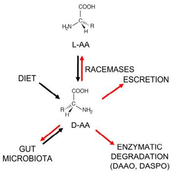 Metabolic transformation of D-amino acids in body.