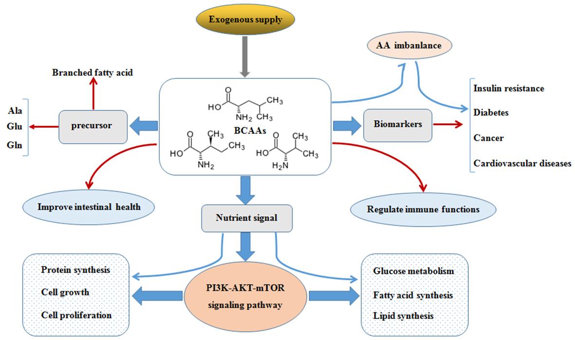 The functions of branched chain amino acids (BCAAs).