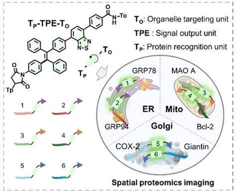 Fig.1 Peptide-conjugated probe TP-TPE-TO for live cell imaging.