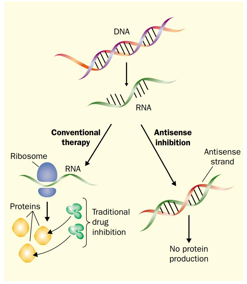 Basic principle of the antisense approach.