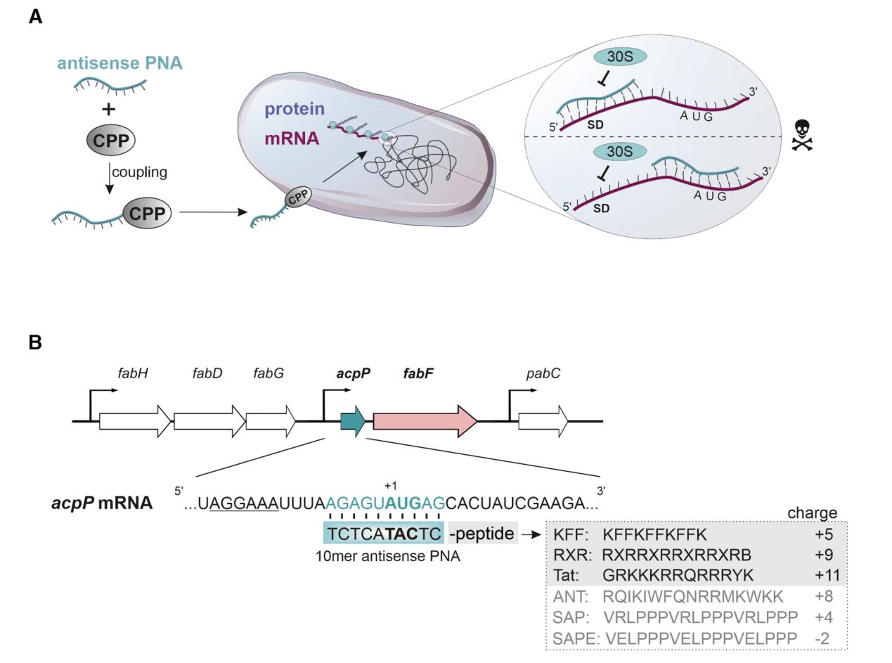 Antisense peptide nucleic acid (PNA) targets the sequence in acpP mRNA.