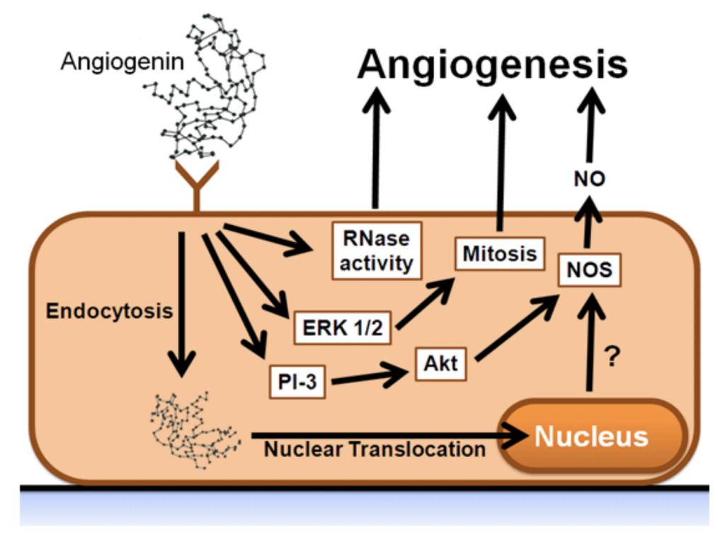 Angiogenin pathways