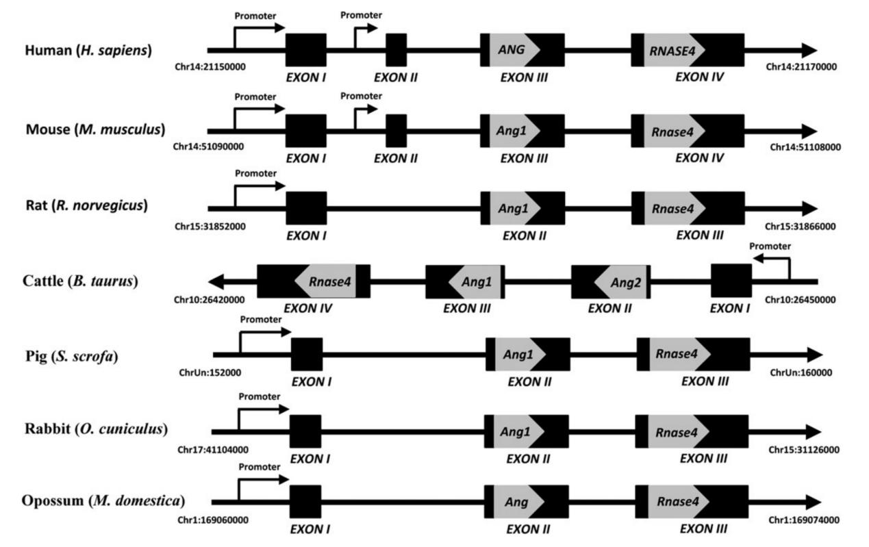 angiogenin (ANG) gene structure 