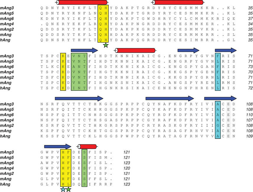 The human and murine angiogenins sequence alignment. 