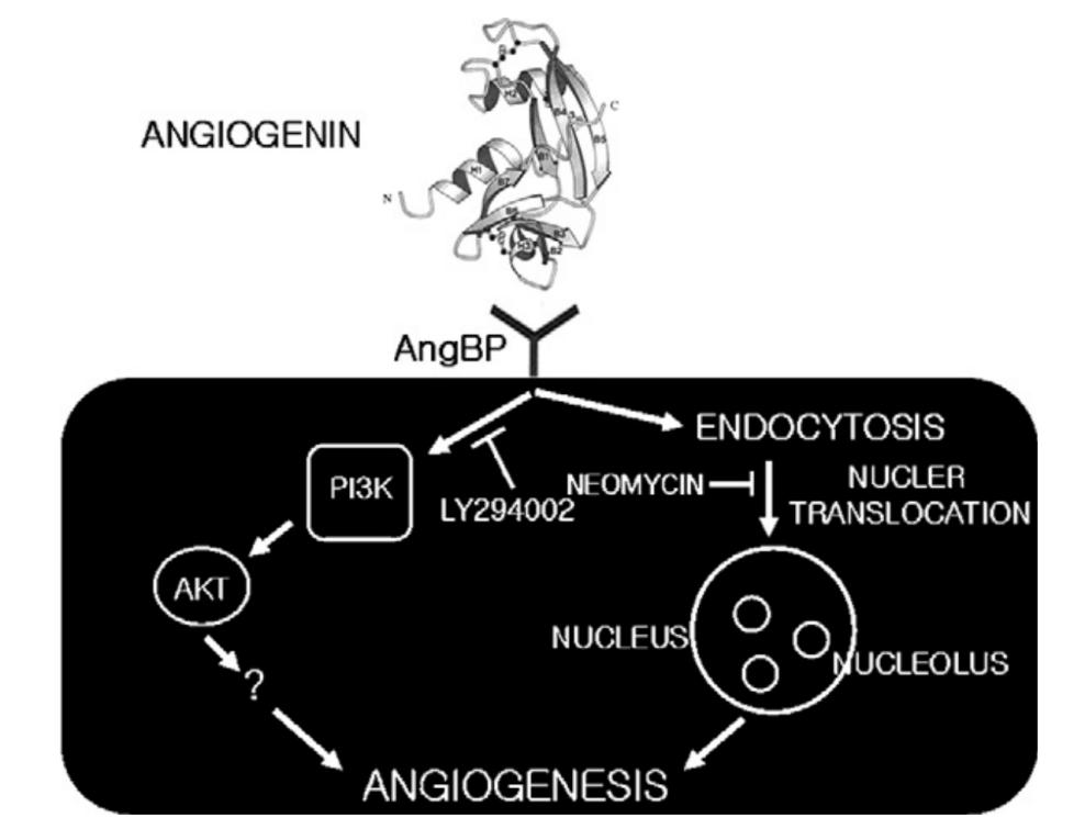 Mechanism of action of angiogenin (ANG).