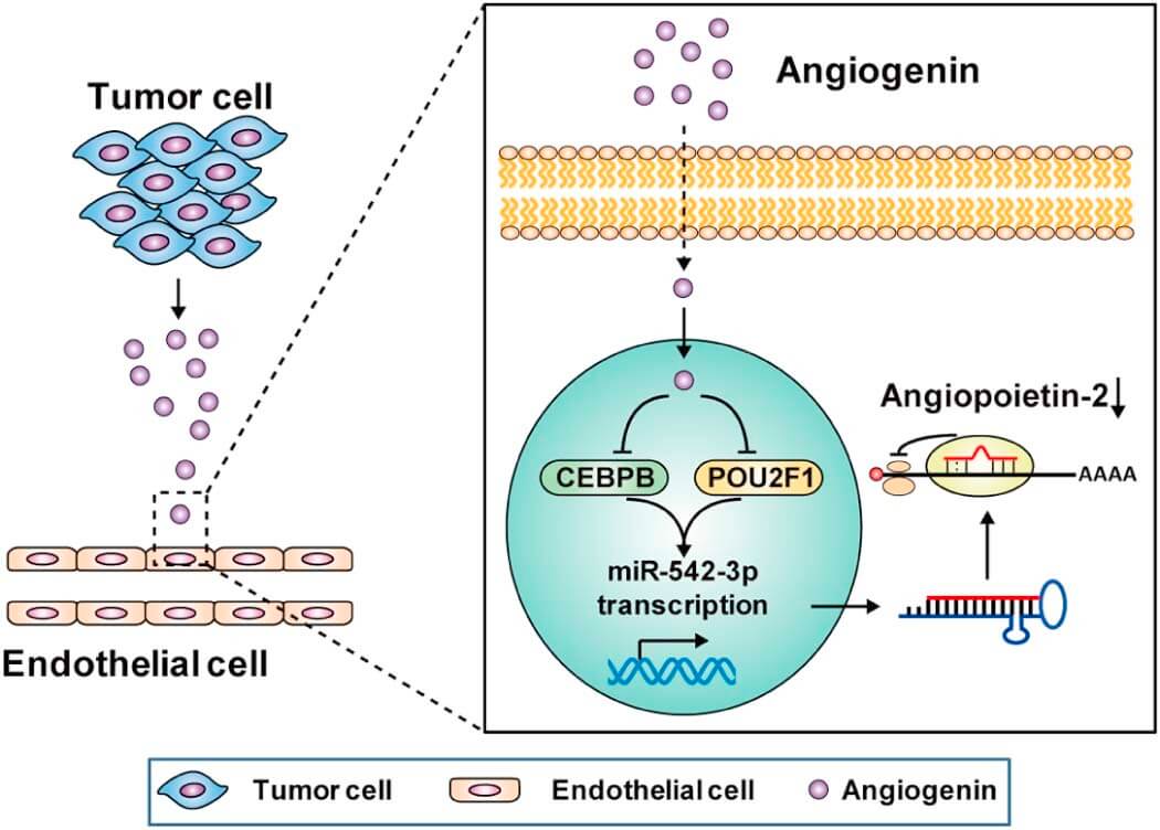 angiogenin (ANG) induces angiogenesis in tumor microenvironment. 