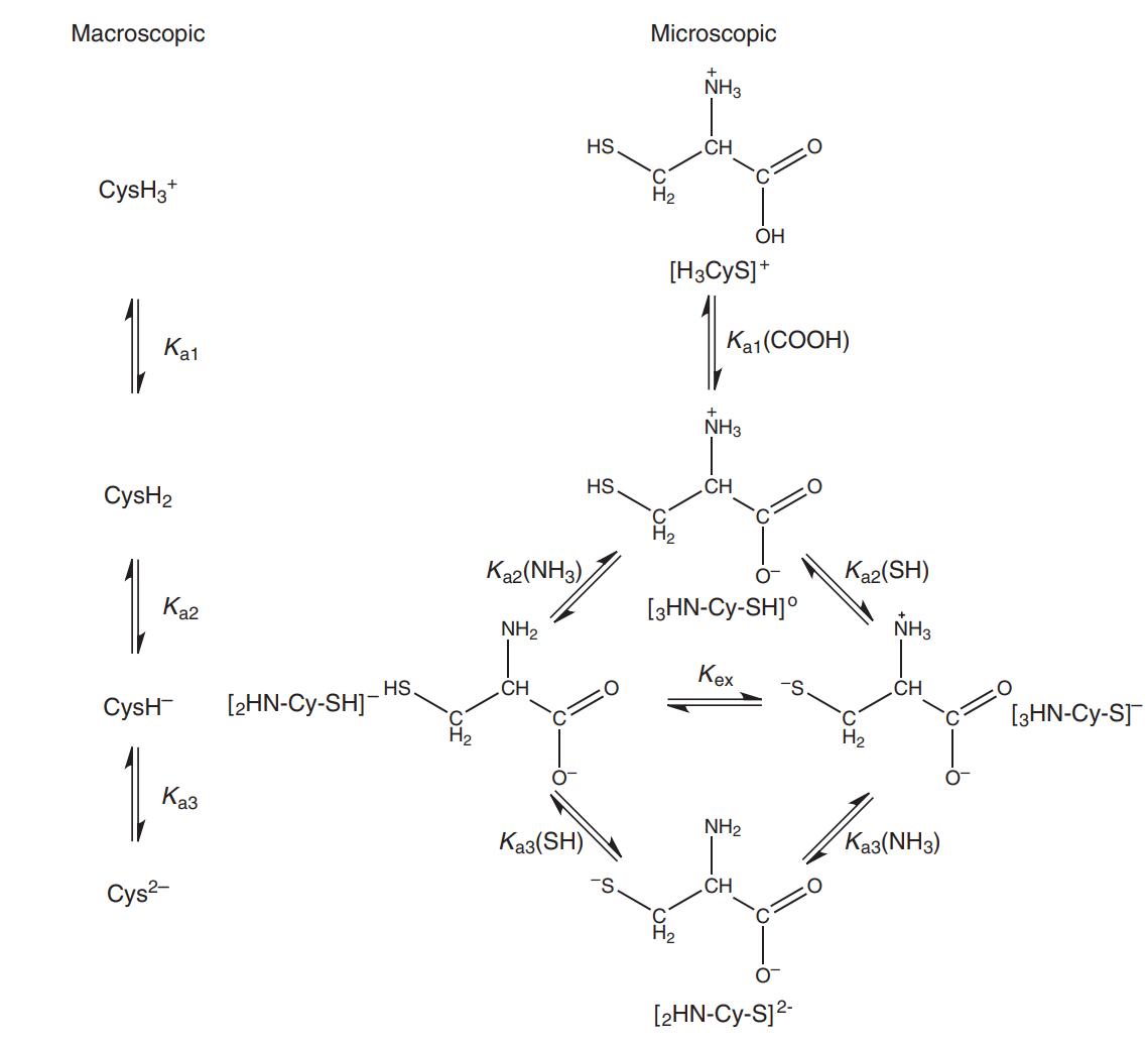 Macroscopic and microscopic acid-base equilibria of cysteine(Cys).