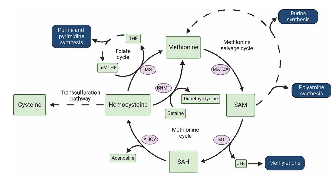 Cysteine(Cys) and Methionine metabolism.
