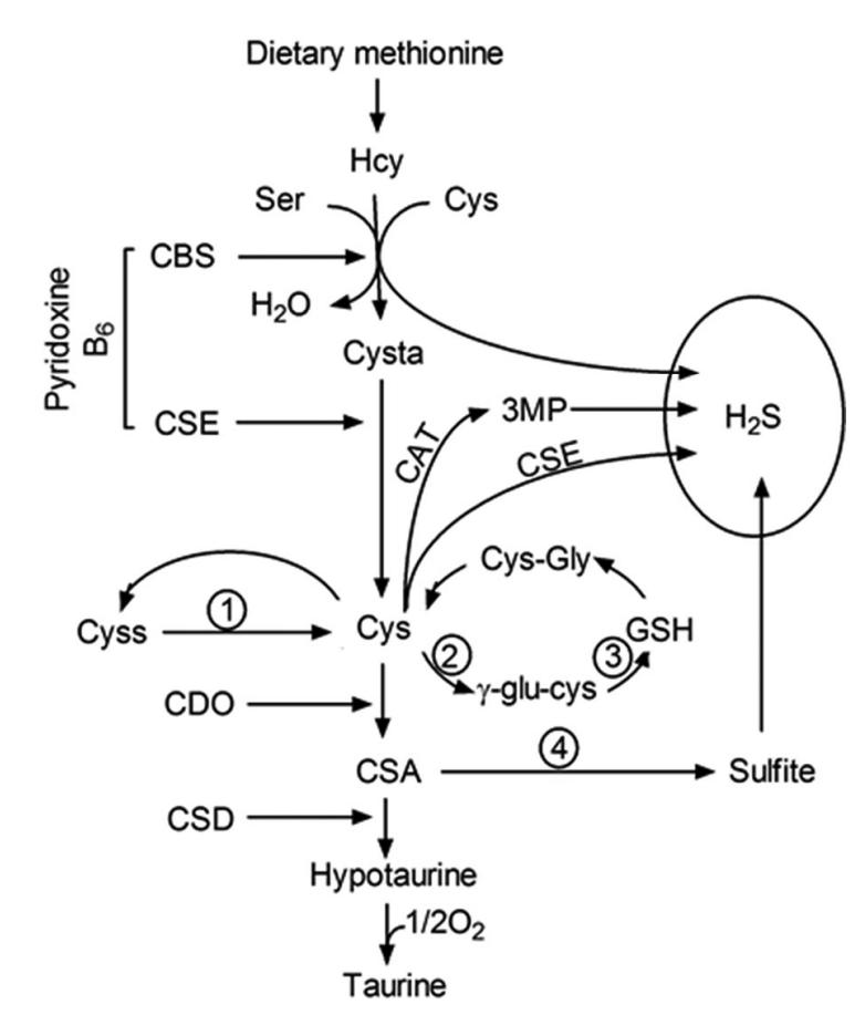 Intracellular cysteine metabolism.