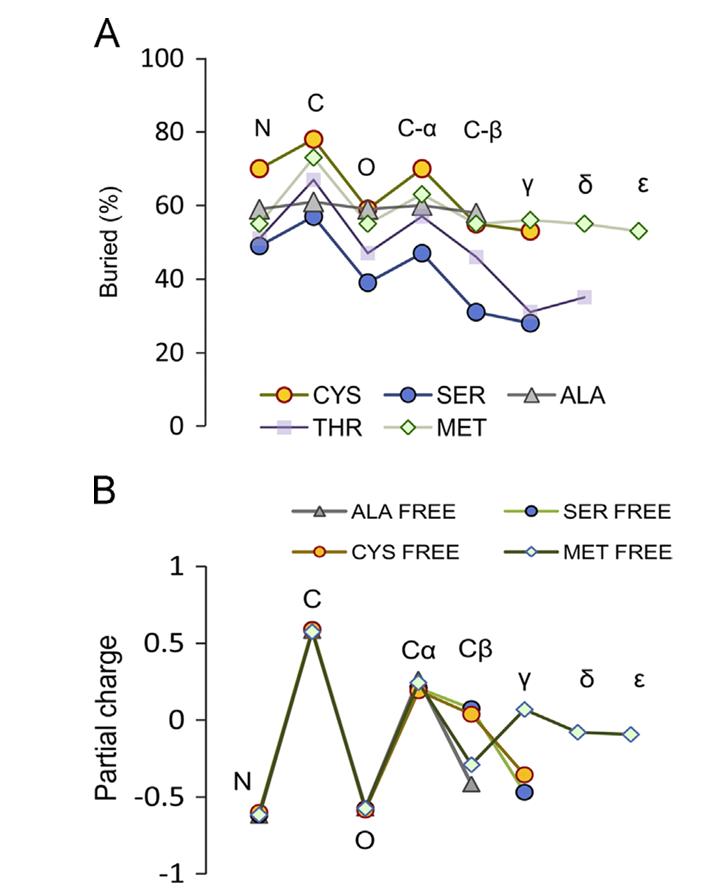 Cysteine is the least exposed residue in proteins.