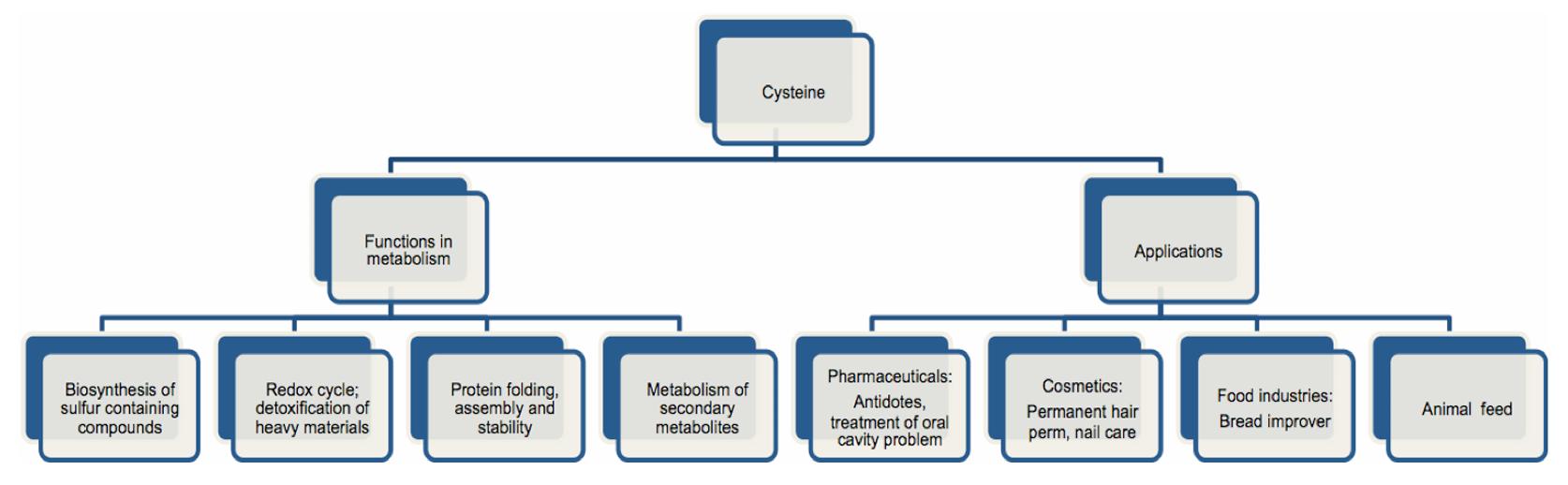 Functions and applications of cysteine(Cys).