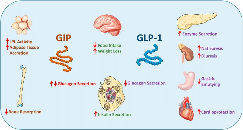 Fig.1 Metabolic effects of GLP-1 and GIP on major target tissues
