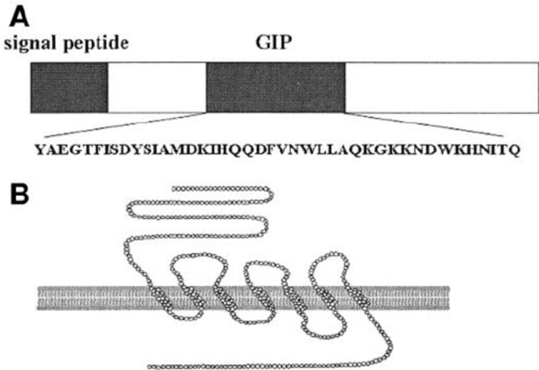 Fig.2 Structural overview of GIP and its receptor