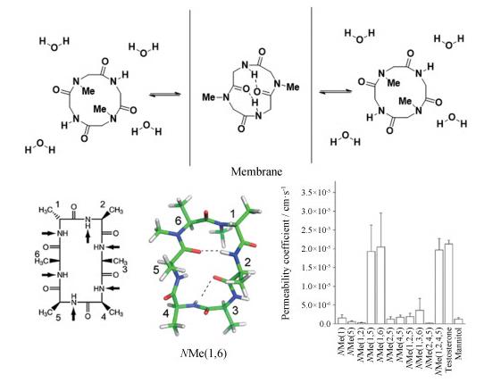 N-alkylation to improve peptides permeability.