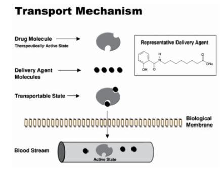 Mechanism of action of absorption enhancer.