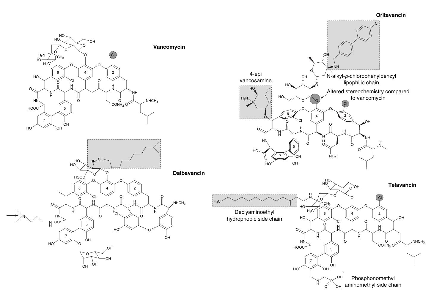 Chemical structure of lipoglycopeptides as compared to conventional glycopeptides.