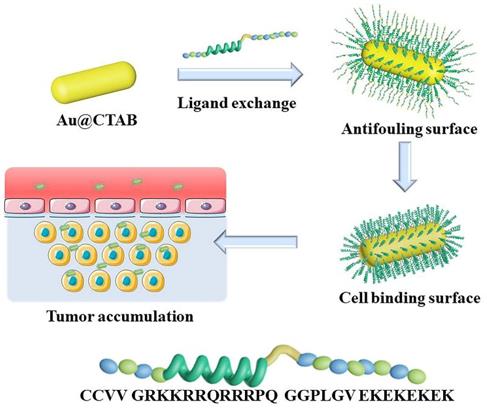 Fig.1 Preparation of multifunctional peptide-conjugated AuNRs and their accumulation in tumors.