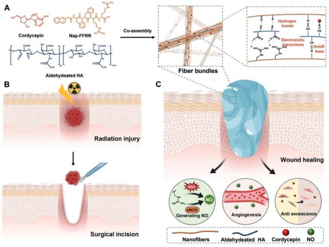 Fig.1 The mode of action and chemical structure of glycopeptide hydrogel in wound repair. 
